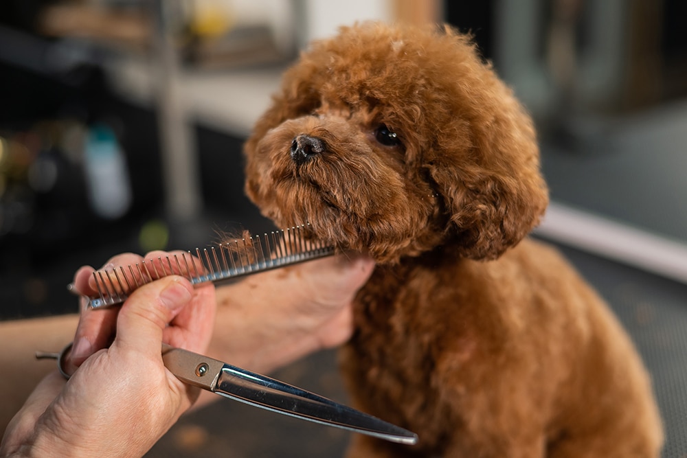 A groomer trimming a small brown poodle’s fur with scissors and a comb in a pet grooming salon.