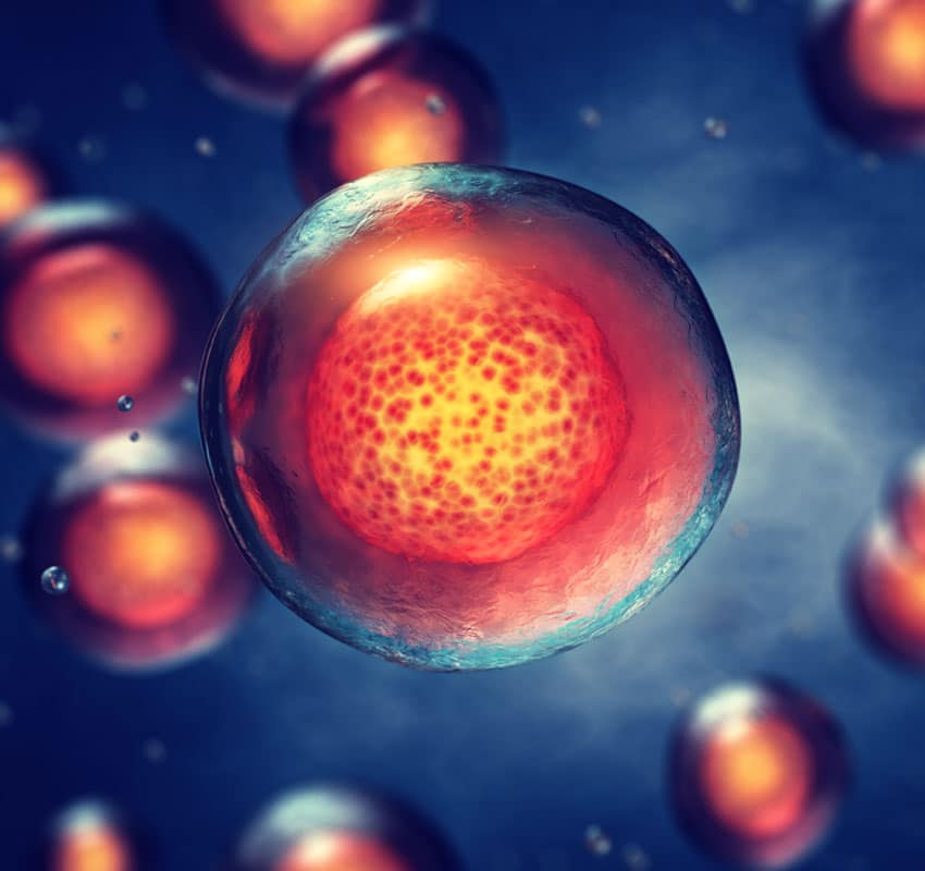 Embryonic stem cells