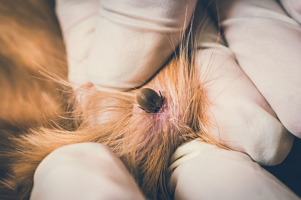 A macro close-up shot showing gloved hands parting the long orange or tan fur of an animal to reveal a large, engorged tick firmly attached to the pink, irritated skin.