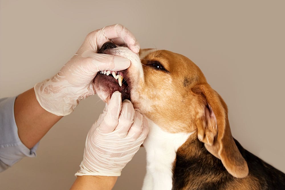 A medium close-up profile shot of a veterinarian wearing white disposable gloves gently pulling open a Beagle's lips to inspect its teeth and gums during a routine dental checkup against a plain neutral wall background.