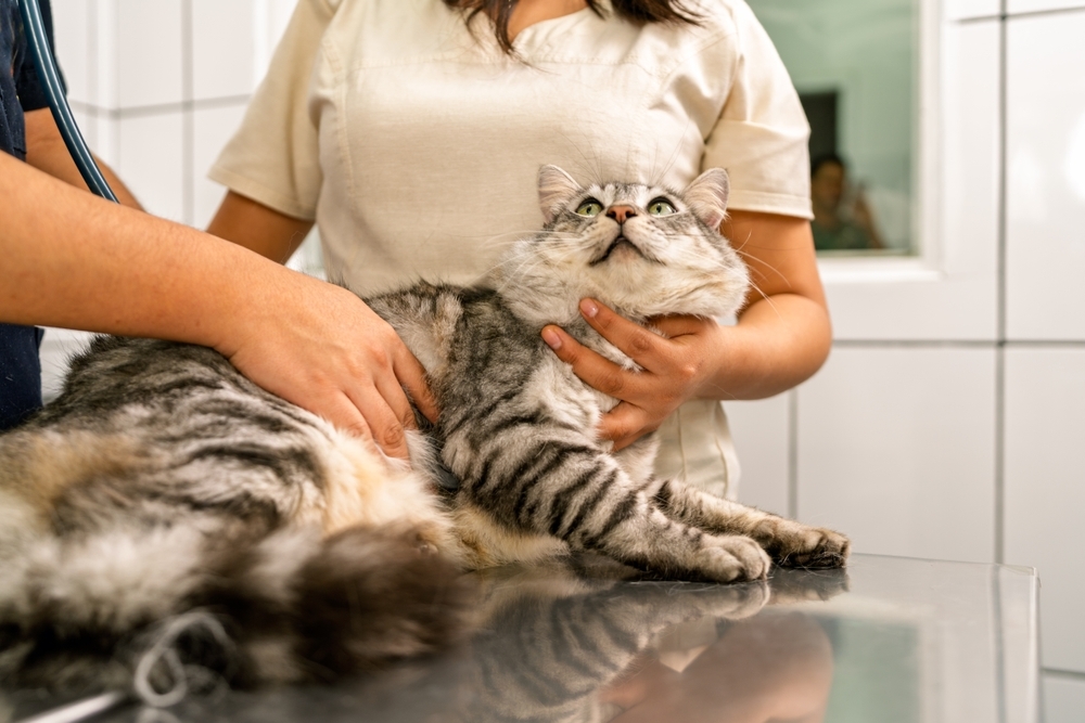 Veterinarians holding and examining a tabby cat on the exam table.