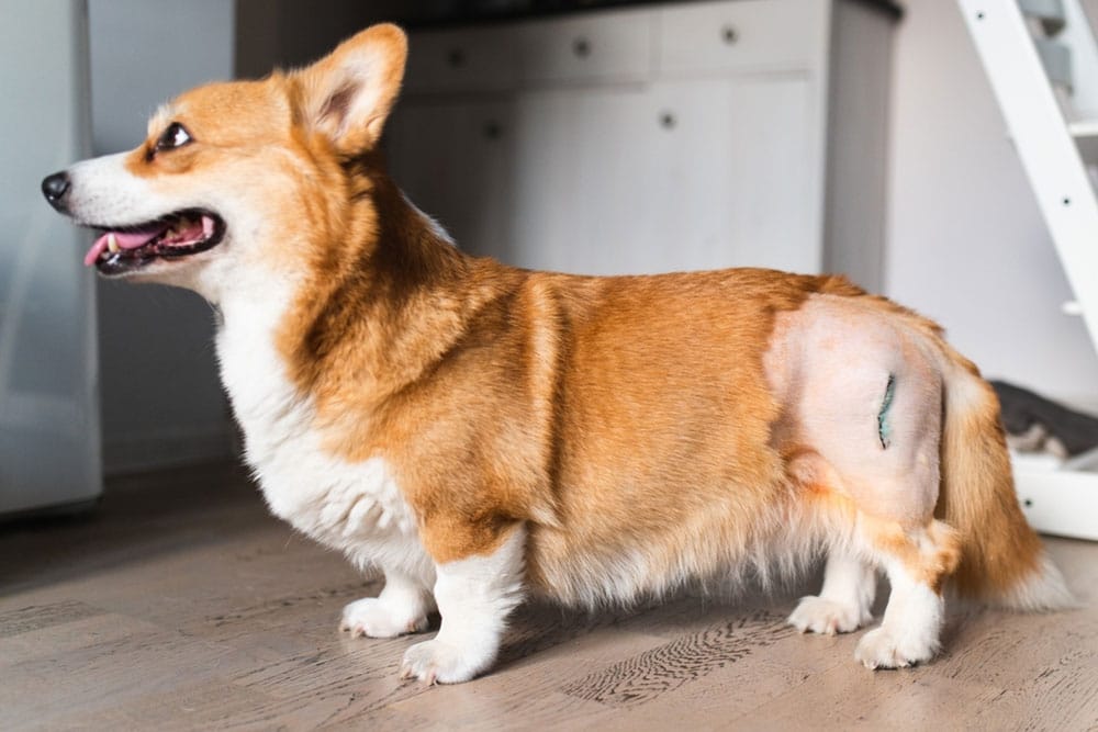 A cute Pembroke Welsh Corgi standing indoors, showing a shaved rear hip and a healing surgical incision scar after an operation.